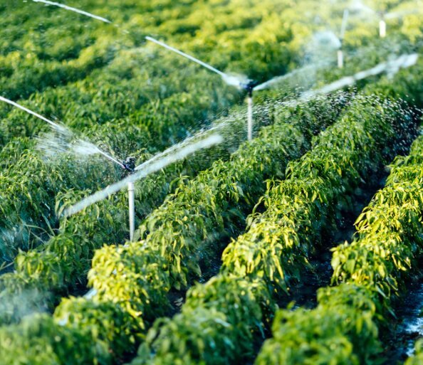 Sprinkler irrigation of crops